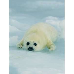   Poster Print by Brian J. Skerry, 24x32 