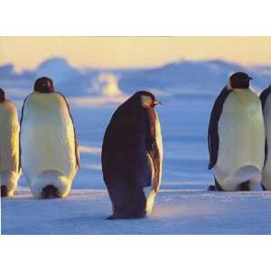  Penguins Wallpaper Border in National Geographic Kids 