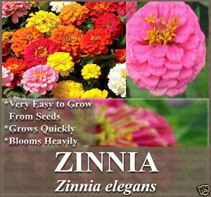 oz ZINNIA CALIFORNIA MIX   3,300+ Flower Seeds BULK~~  