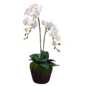 33 Phalaenopsis Orchid Plant X2 in Soil/Mood Moss Container Cream 