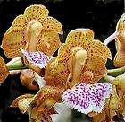Aerides flabellata (Vanda Alliance) Orchid Plant  