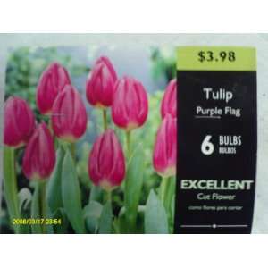  Tulip, Purple Flag Patio, Lawn & Garden