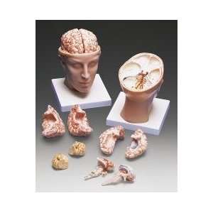Human Head with Brain Model  Industrial & Scientific
