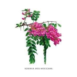  Vintage Art Robinia Neo Mexicana   03676 1