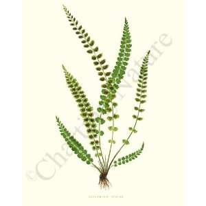  Botanical Fern Print Green Spleenwort   Asplenium viride 