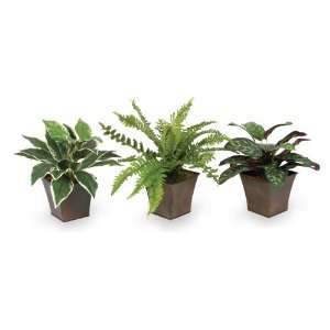  Labs Assorted Foliage Set of 3