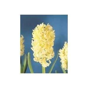  Hyacinth City of Haarlem 17 18 cm. 50 pack Patio, Lawn 