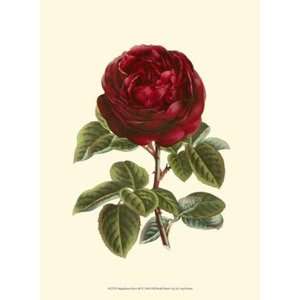  Magnificent Rose III   Poster by Van Houtt (9.5x13)