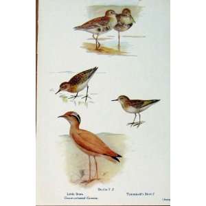   British Birds By W Foster Littl Stint Dunlin Courser