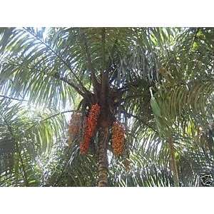  Astrocarum standleyanum  RARE Collectors Palm 50 seeds 