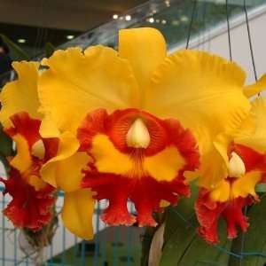 SC78 Orchid Plant Cattleya Blc Chunyeah #17  Grocery 