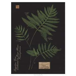  Sensitive Fern   Poster by Brian Foster (13x17)