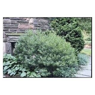   China Girl Holly Plants 3 inch pot (2 plants) Patio, Lawn & Garden