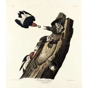   Robert Havell   24 x 28 inches   Red headed Woodpecker