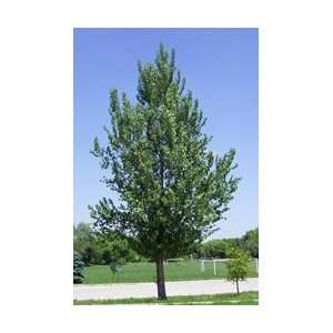  Hybrid Poplar Tree Patio, Lawn & Garden