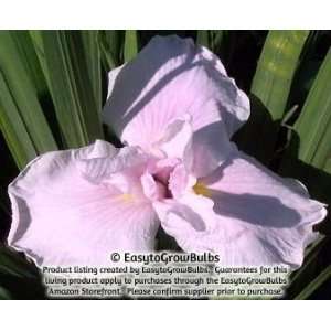  Japanese Iris Pink Lady   1 plant   3/4 fan plant Patio 