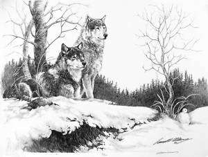 Wolf Wolves B/W drawing Artist Signature Winter North  