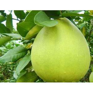  Shaddock pomelo Citrus (2 Seeds) Pear shaped Fruit Patio 