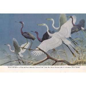  1949 Herons and Egrets   Walter A. Weber Vintage Bird 