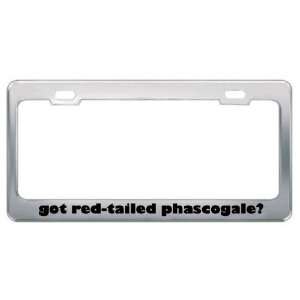 com Got Red Tailed Phascogale? Animals Pets Metal License Plate Frame 