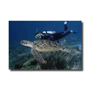 Green Sea Turtle Iii Bonaire Island Netherlands Antilles West Indies 