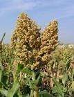 50 to 900 Sugar Cane Sorghum Seeds (Sugar Drip)