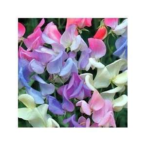  Mixed Sweet Pea Seed Pack Patio, Lawn & Garden