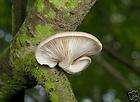 100 GLOW IN THE DARK Mushroom Plugs Easy Grow Kit Panellus stipticus 