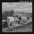 Dairy cow by hay feeding rack near Craig,Colorado