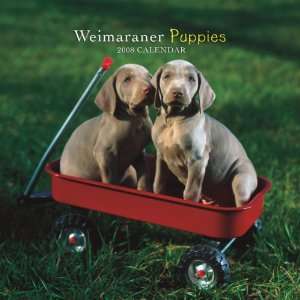  Weimaraner Puppies 2008 Mini Wall Calendar (German, French 