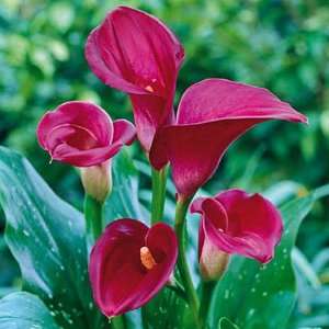  Calla Lily Bulb Majestic Red Patio, Lawn & Garden