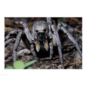    up of a Carolina Wolf Spider  24 x 18  Poster Print Toys & Games
