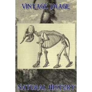   Key Ring Vintage Natural History Image Skeleton of Indian Elephant