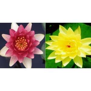  Hughes Water Gardens Red/Yellow Hardy Waterlily (2 Plants 