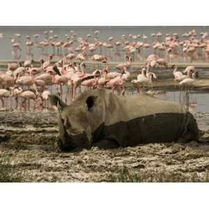  White Rhinoceros Wallowing in Mud and a Flock of Pink 