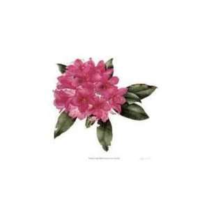  Rhododendron Nova Zembla by Pamela Stagg, 12x20