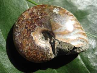 Madagascar AMMONITE FOSSIL Sea Shell Necklace Jewelry  