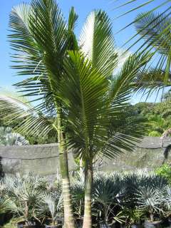 Live 1G Kentiopsis oliviformis Olive Palm Tree Seedling  