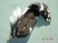 Civet Oregon pelt w/ft. fur tanned skin spotted skunk  