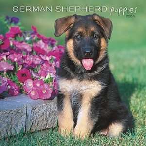  German Shepherd Puppies 2008 Calendar