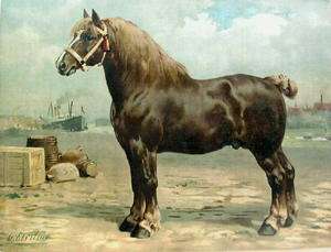 ANTIQUE PRINT   BELGIAN DRAFT HORSE   O. Eerelman,1898  