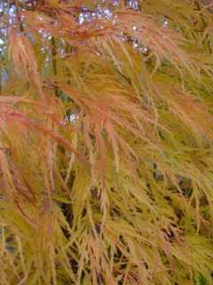 These golden colors are very distinct from the autumn crimsons of 