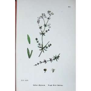  Botany Plants C1902 Rough Marsh Bedstraw Galium Colour 
