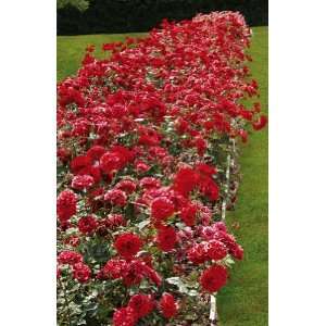    Scarlet Majesty Hedge Rose By Collections Etc Patio, Lawn & Garden