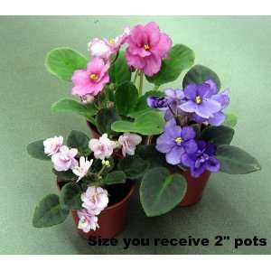  Pastel Miniature African Violets   3 Plants   2 Pots 