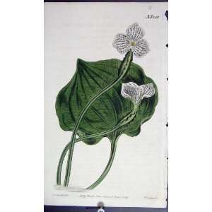    Curtis H/C Botanical Print 1809 Plate *1201