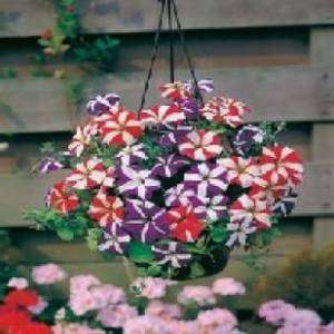 STARS & STRIPES PETUNIA 30 SEEDS LOVELY MIX OF BICOLORS  