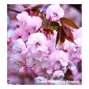  Pink Flowering Almond Patio, Lawn & Garden