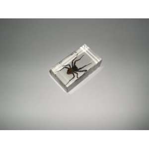  Real Insect Paperweight   Spider(ST3262) 