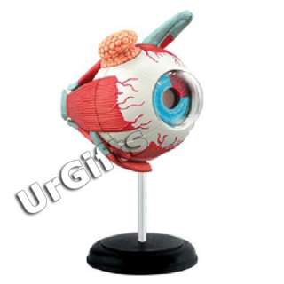 4D Puzzle Human Anatomy Series 3D Model Eye Eyeball  